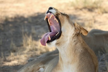 Fototapeta premium The Lioness (Panthera leo) in Kalahari desert lying in the shade with open mouth and big teeth. Dry bush in background. Lioness portrait up to close.