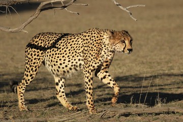 The cheetah male (Acinonyx jubatus) walking across sand way in dry Kalahari desert in morning sun.