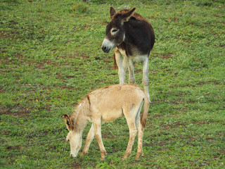Two donkeys graze in a green meadow.