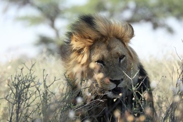 The huge lion male Panthera leo with black mane have a rest on dry sand of Kalahari desert. Dry trees and dry bush in background. Lion portrait.