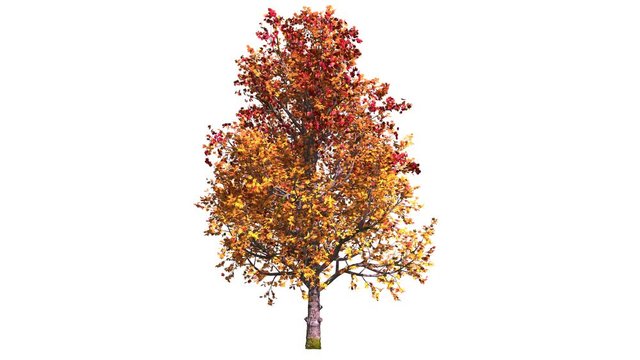 autumn tree isolated on white background