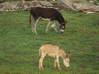 Two donkeys graze in a green meadow.