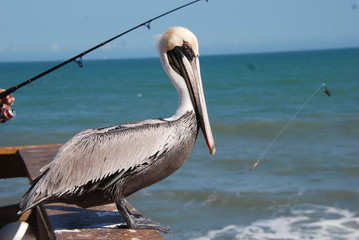 Pelican
