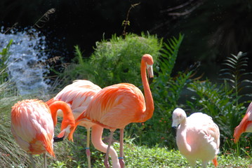 Fototapeta na wymiar flamingo in zoo