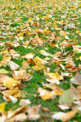 fallen yellow leaves on the green grass in the park. autumn background