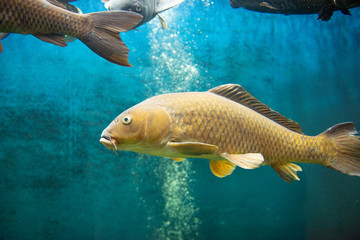 Fototapeta premium 大きなコイ