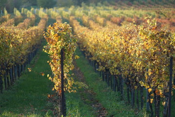 Naklejka premium Malerische Weinstöcke bei herbstlicher Abendsonne