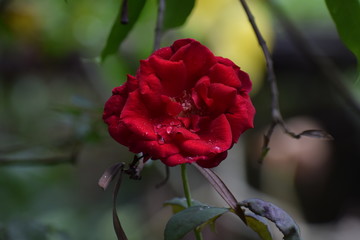 A blossoming rose in the garden 