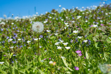 Flower meadow in spring in the Bonn Rheinauen.