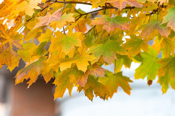 Yellow-green maple leaves on the branches. Autumn background