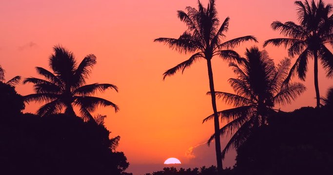 Colorful Hawaii sunset with palm trees blowing in the wind. 