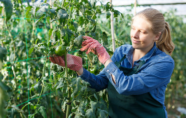Woman checking tomatoes in glasshouse