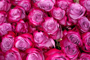 bouquet of pink roses as background