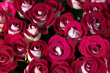bouquet of red roses as background