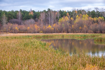 Swamp shore in the autumn forest.