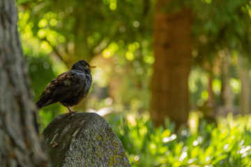 A female blackbird sitting on a tombstone at a lush green graveyard during summertime in Lund,...