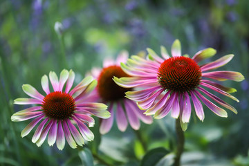 Coneflowers, echinacea, green twister with bokeh in the backgrounds