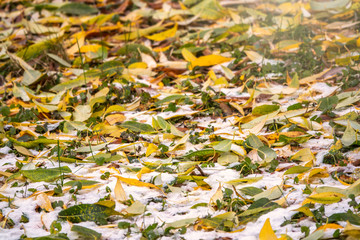 First snow on the green grass and fallen leaves in autumn. Yellow and green fallen leaves on the grass with snow.