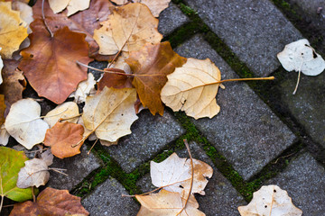 Colorful autumn leaves