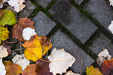 Colorful autumn leaves