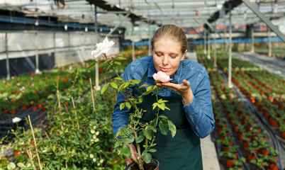 Young woman gardener holding pot with rose and standing near seedlings