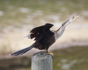 Aninga drying his wings on a trunk in the river.