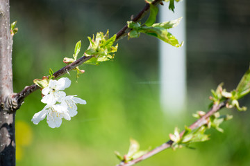 branch of a tree
