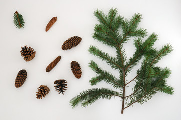 Fototapeta na wymiar pine cones and cones
