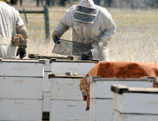 Beekeeping: Checking a flat in a hive; worker is in protective clothing and mask.