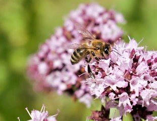 Bee on flower - detail