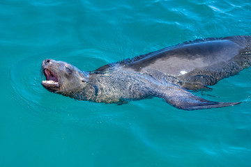 Fototapeta premium Close up of California Sea Lion swimming