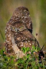 Burrrowing Owls