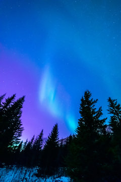 Softly Shining Aurora Borealis. Northern Ligths Above Dark Spruce Tress. Pastel Colors.  Tromso, Norway.