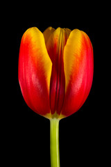 Tulip, flower bud with red and yellow petals and green stem isolated on black background