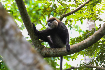 macaque