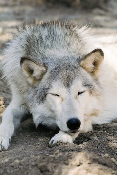Sleeping wolf