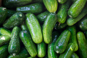 Pickling cucumbers at farmers market