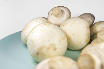 Champignons mushrooms close-up on white background