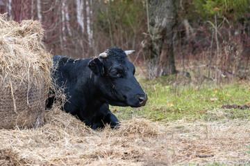 Black cow laying near a haystack
