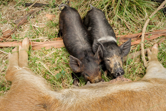  Mother pig and her piglets nursing.