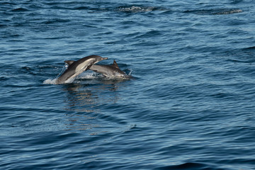 Fototapeta premium Long-beaked common dolphins (Delphinus capensis) off the coast of Baja California, Mexico.