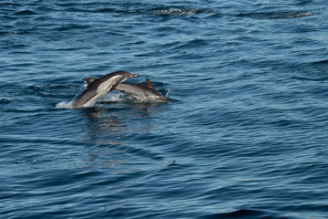 Long-beaked common dolphins (Delphinus capensis) off the coast of Baja California, Mexico.
