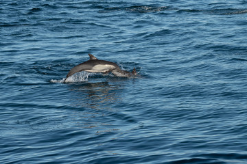 Naklejka premium Long-beaked common dolphins (Delphinus capensis) off the coast of Baja California, Mexico.
