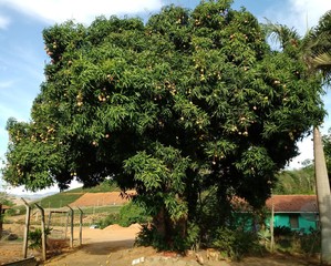 linda arvore mangueira carregada de frutos