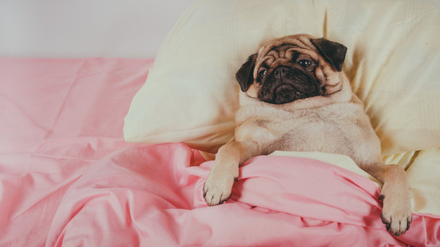 Close up face of cute pug dog breed lying on a dogs bed with sad eyes opened. Pet friendly accommodation: dog asleep on pillows and duvet on bed
