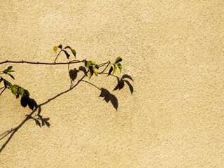 plant wall background