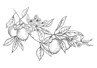 Lemon tree branch with lemons, flowers and leaves. Element for design. Outline hand drawing vector illustration. Isolated on white background.. - Powered by Adobe