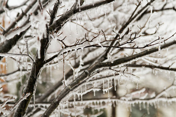 Ice and icicles on tree after ice storm