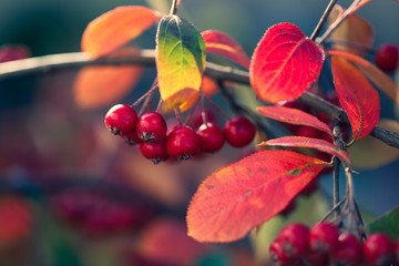 Cross process of scarelt chokeberries during a late fall afternoon