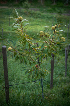 Junger Baum Maronenbaum am Hang mit Maronen